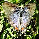 Iolaus silaris silaris